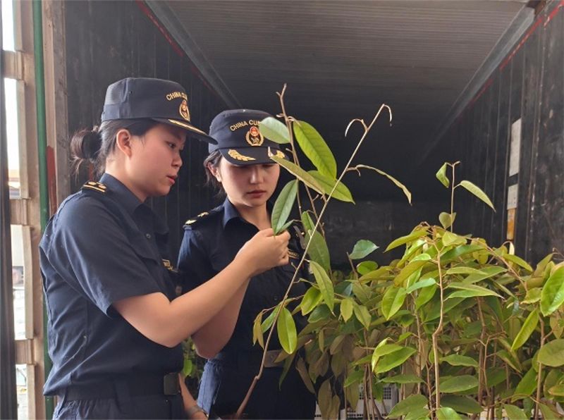 图说：关员在磨憨公路口岸对进境榴莲种苗进行检疫监管 王云睿 摄