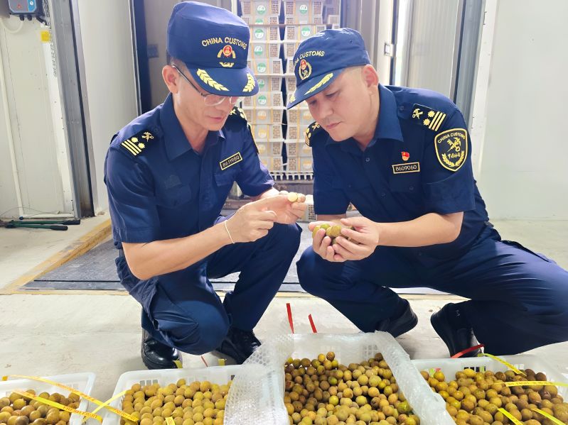 海关关员在关累港口岸对进口龙眼进行查验 李艳虹 摄