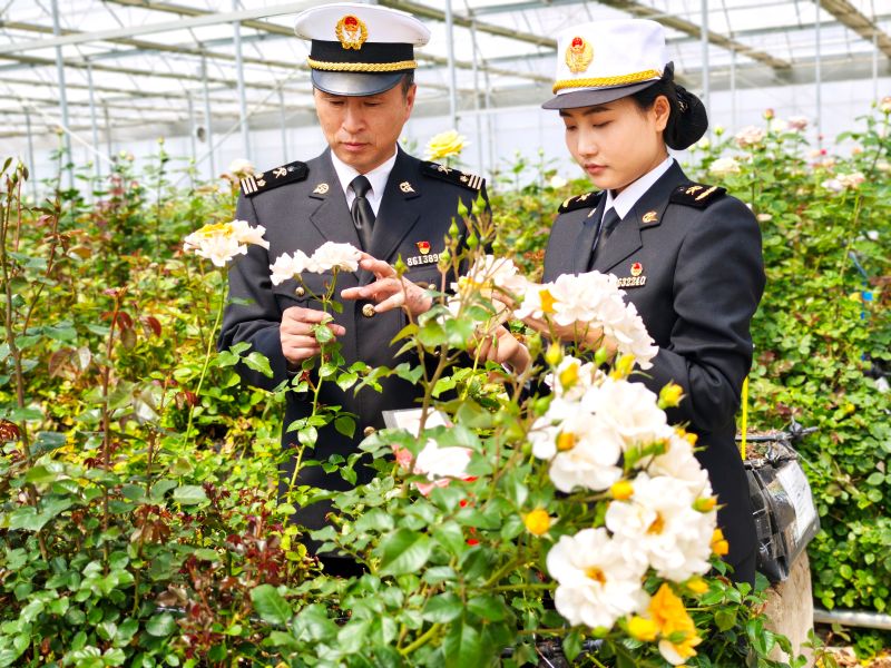 一花寄深情 昆明海关护航“云花”献礼“母亲节”