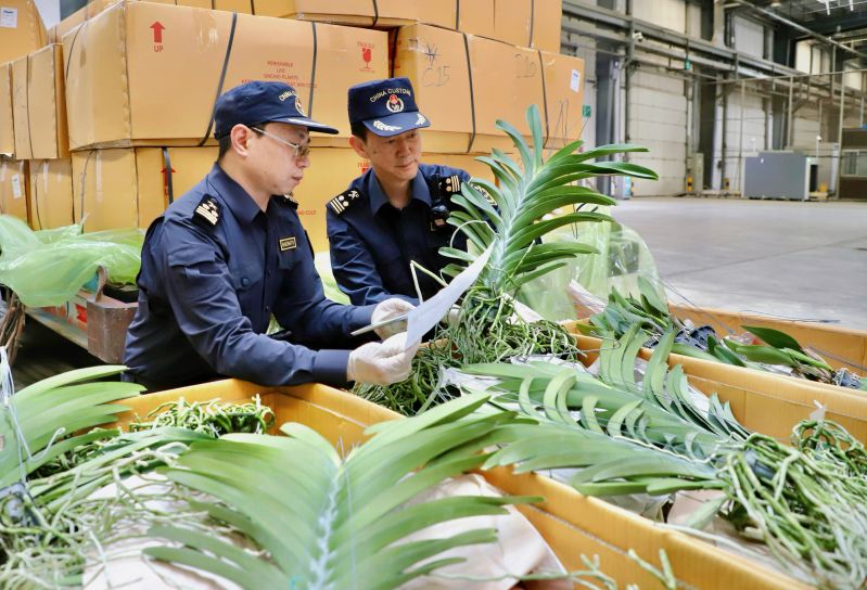 夏种正当时 花种入滇忙