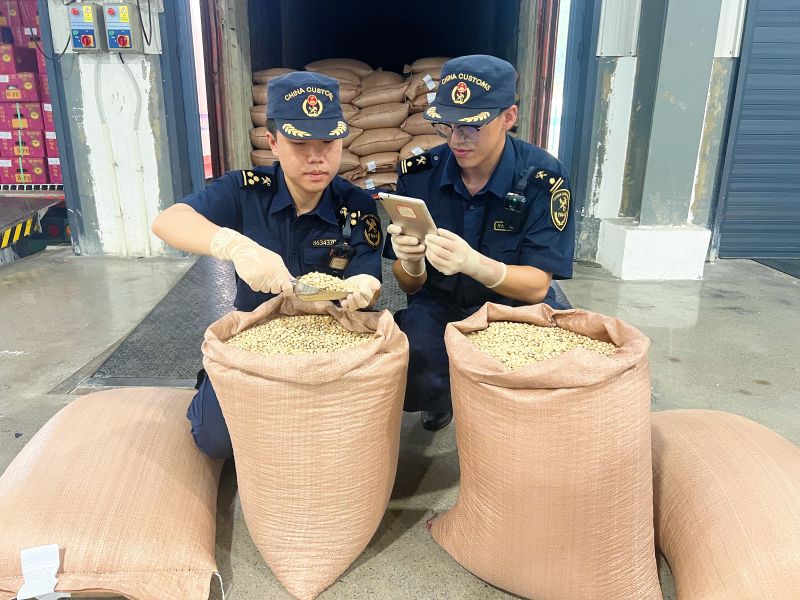 海关关员在天保口岸对进口白扁豆进行监管查验 曾晓云 摄
