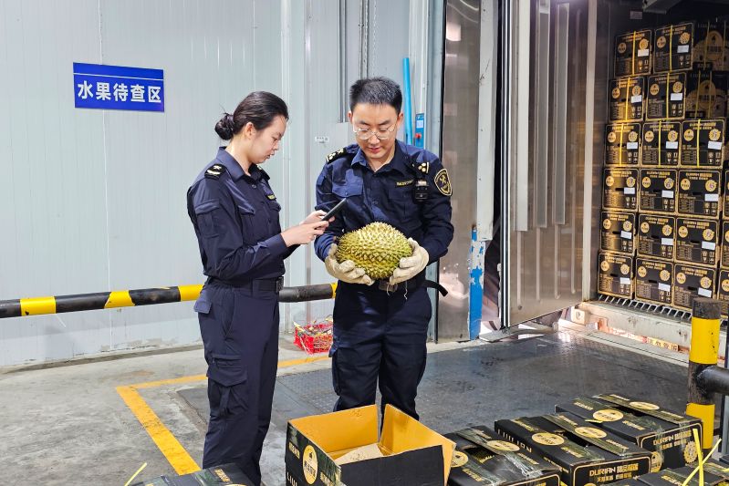 海关关员在磨憨铁路口岸对进口泰国鲜榴莲进行查验 苑红利 摄