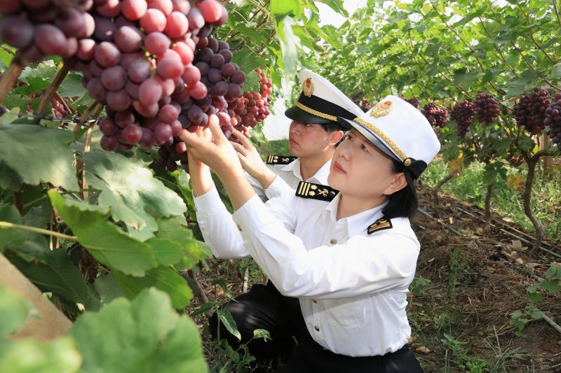 图为：海关关员在宾川县葡萄果园开展日常监管 吴圯 摄