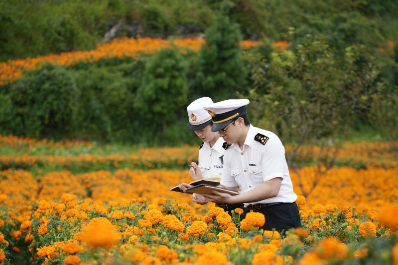 “一品一企一策”助出海 云南文山万寿菊浸膏远销20余国