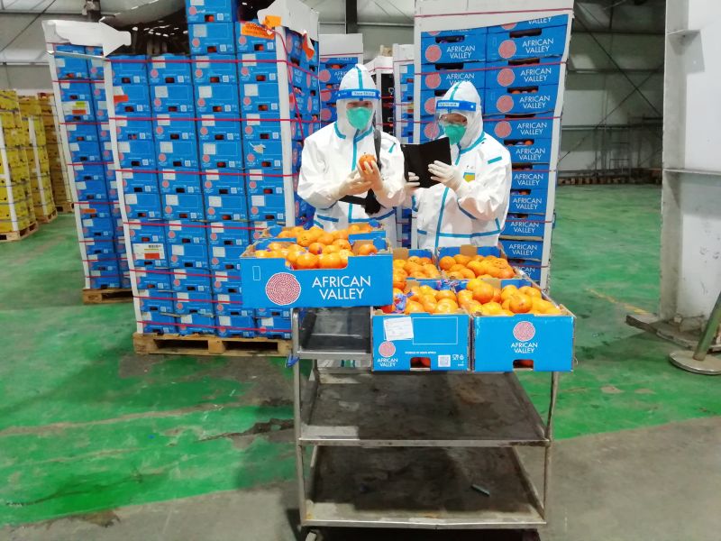 博鱼体育app官网:
上海海关504吨南非柑橘助力非洲特色优质农产品安全高效进入